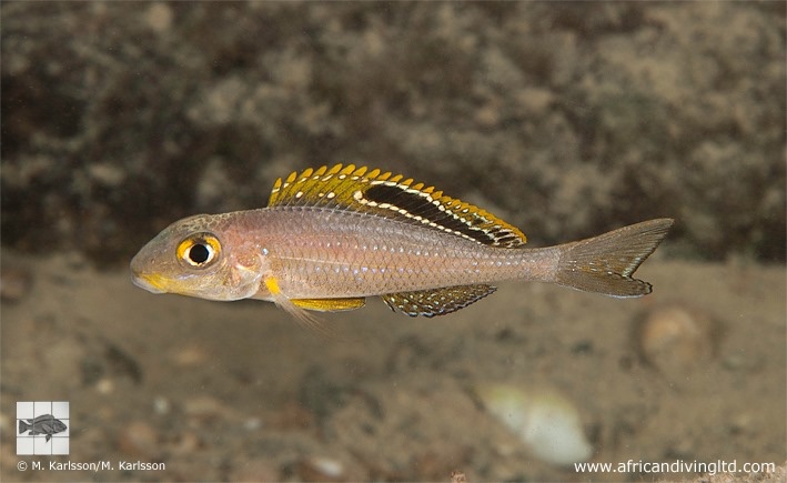 Xenotilapia sp. 'papilio sunflower' Kisi Island